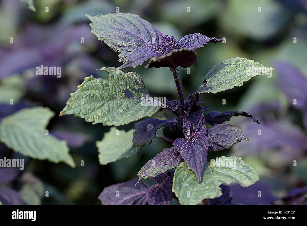 leaves homeopathy herb medicinal plant melissa herbs macro close-up macro Stock Photo