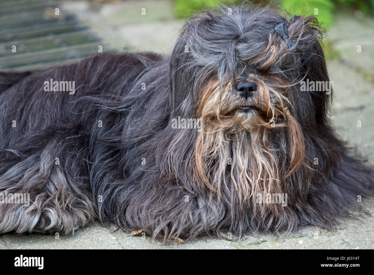 dog,animal,pet,quadruped,hairs,skin,dog,hairdo,unkemptly,struppelig,langhaar Stock Photo