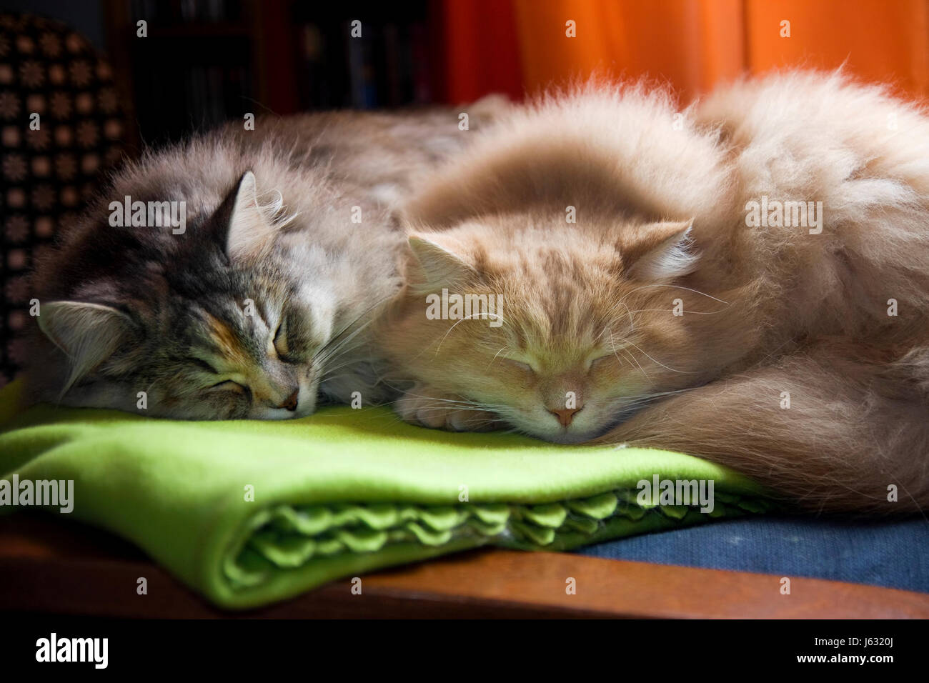 Afternoon nap for two Siberian cats. Stock Photo