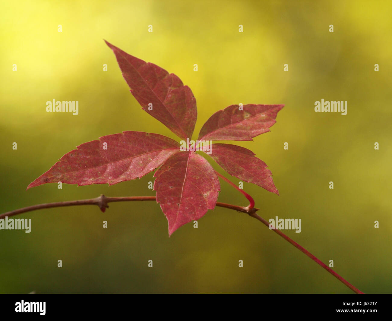 Climbing Plant Vine Grape Vine Grape Vine Fall Autumn Climbing Plant