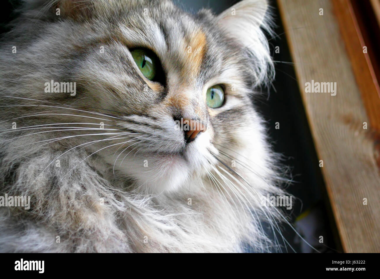 Portrait of a Siberian female cat. Stock Photo