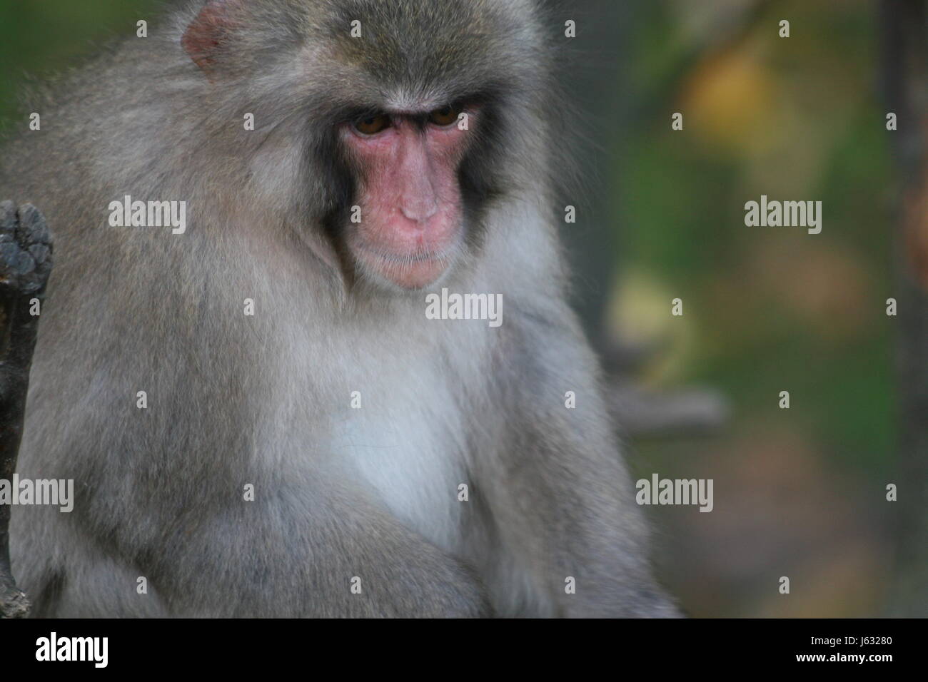 japan-macaque Stock Photo