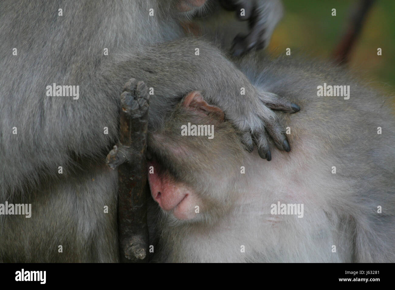 rhesus bandar rhesus bandar japan-makak affe rotgesichtsmakak schneeaffe lausen Stock Photo