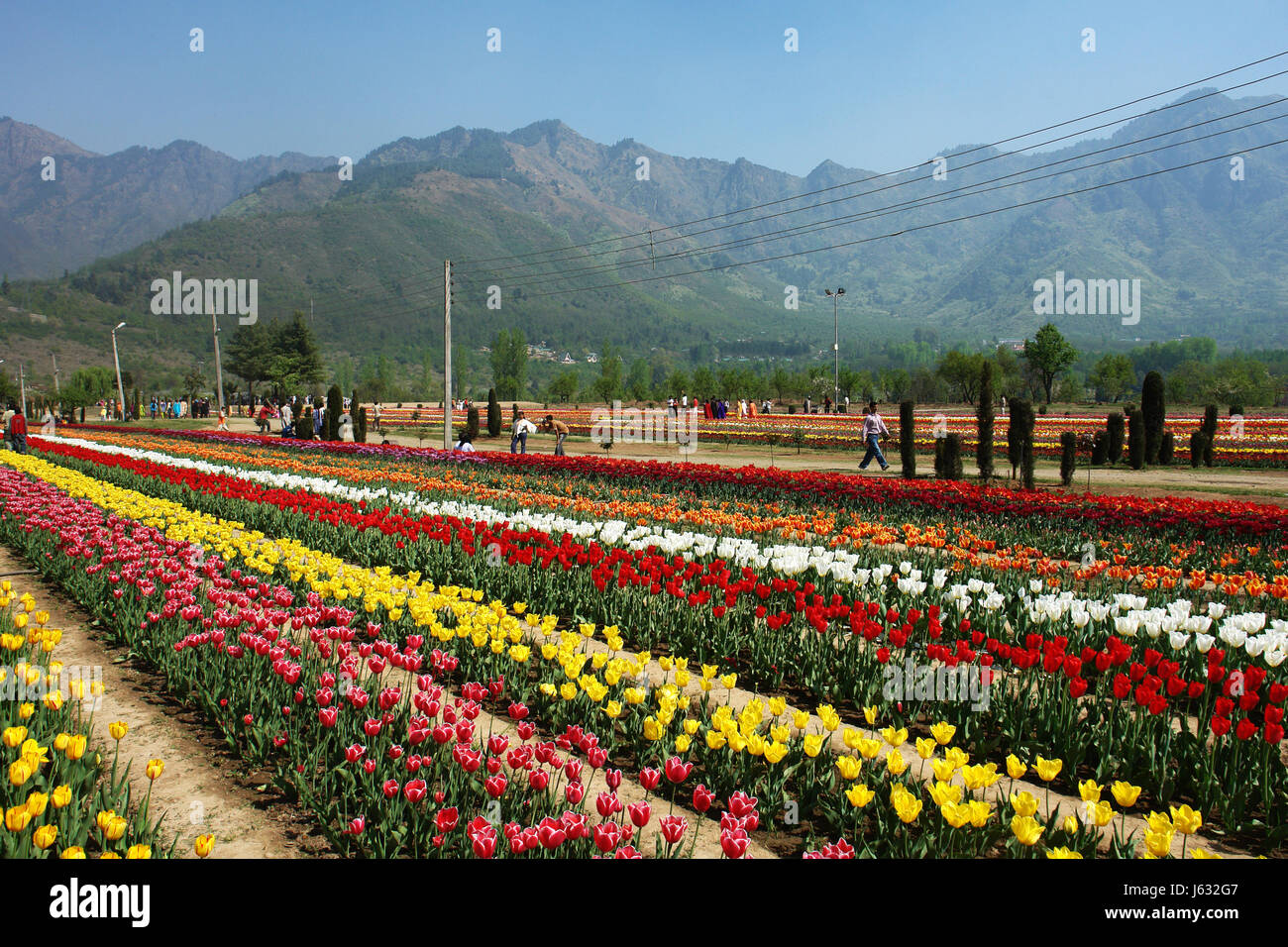 Tulip Festival 2025 Kashmir Timings 
