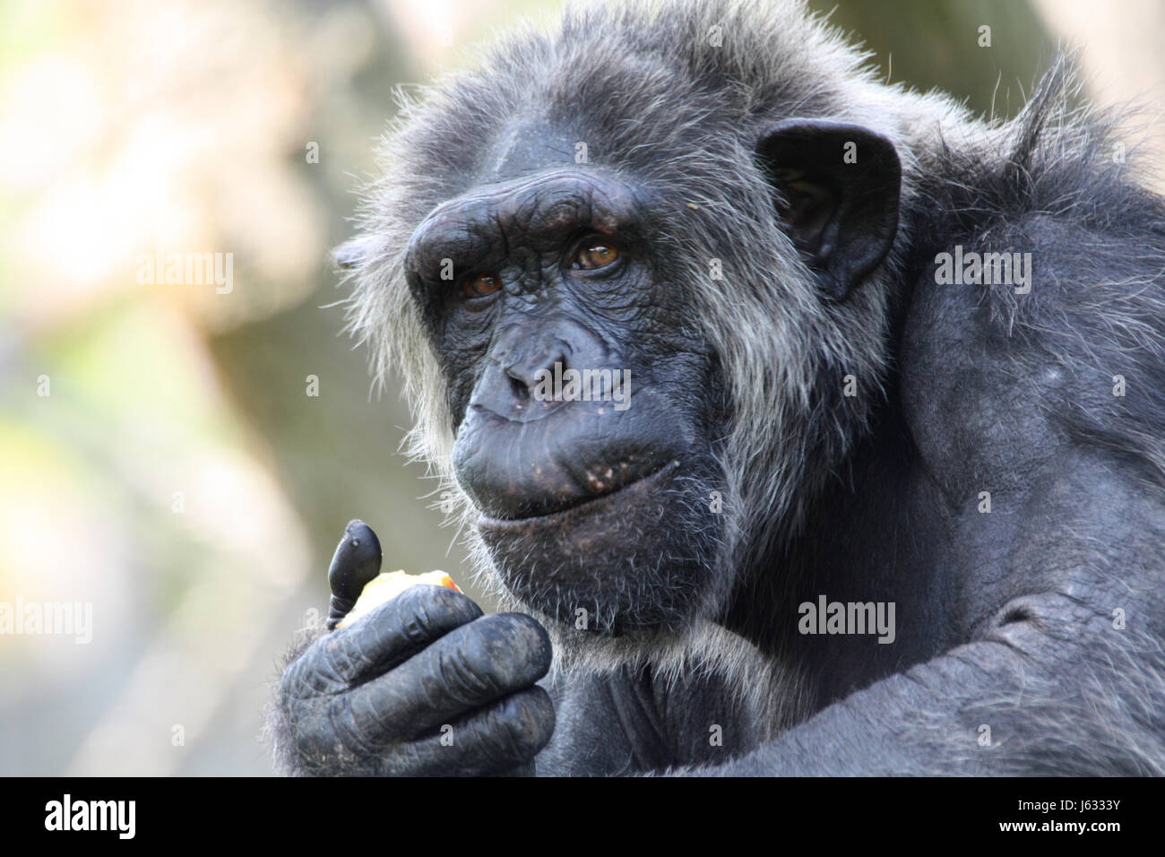 monkey chimpanzee anthropoid senior senior citizen elderly person elder person Stock Photo