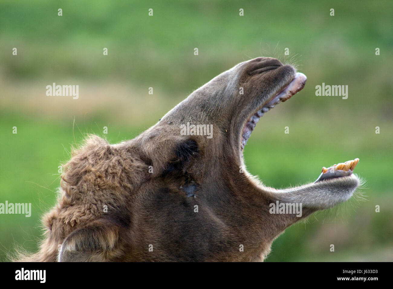 mouth teeth bit camel opened flap torn open head mouth teeth bit camel open Stock Photo
