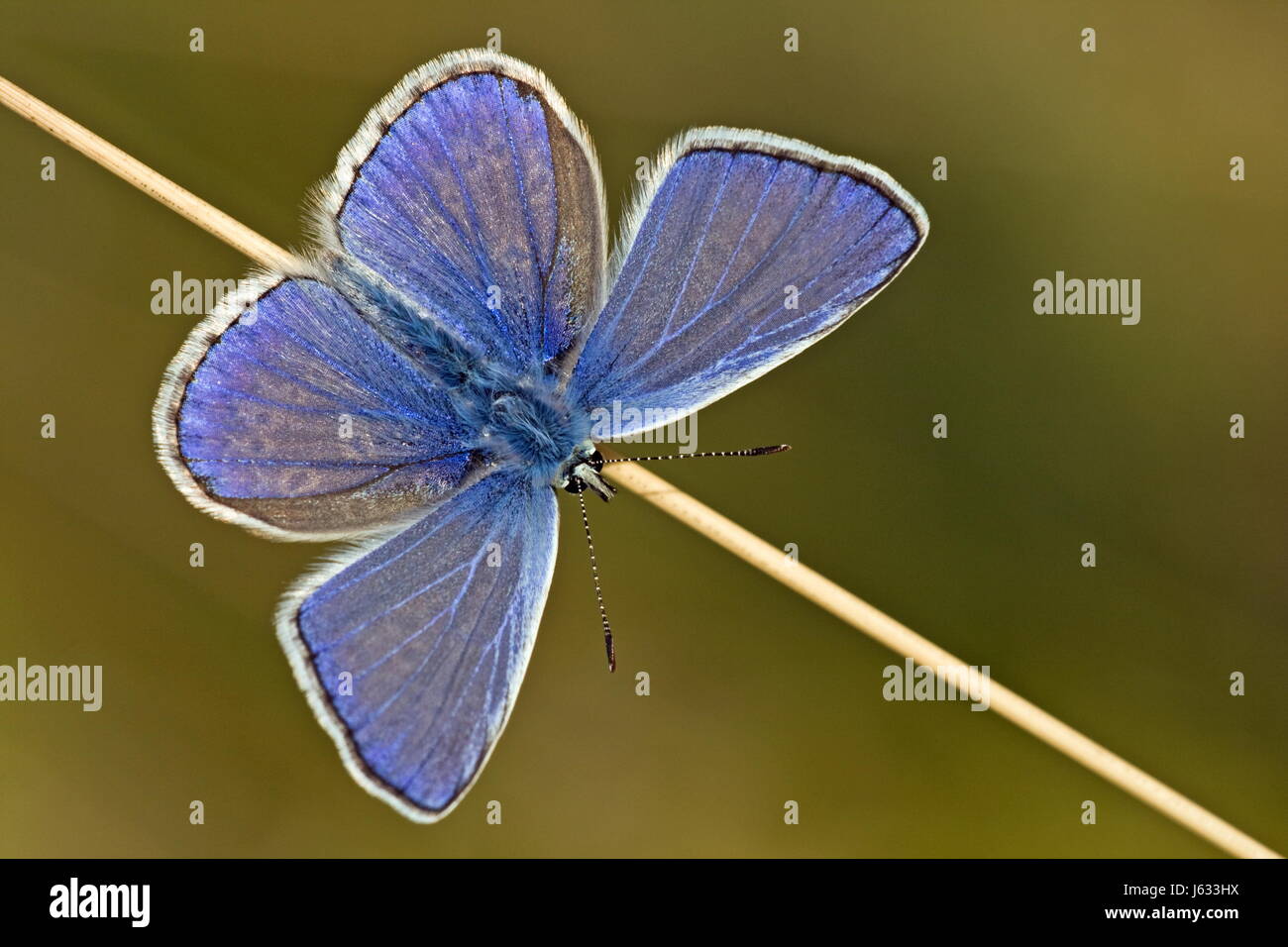 butterfly,blue,wing,diagonal,spread,bluling,flgelpracht Stock Photo