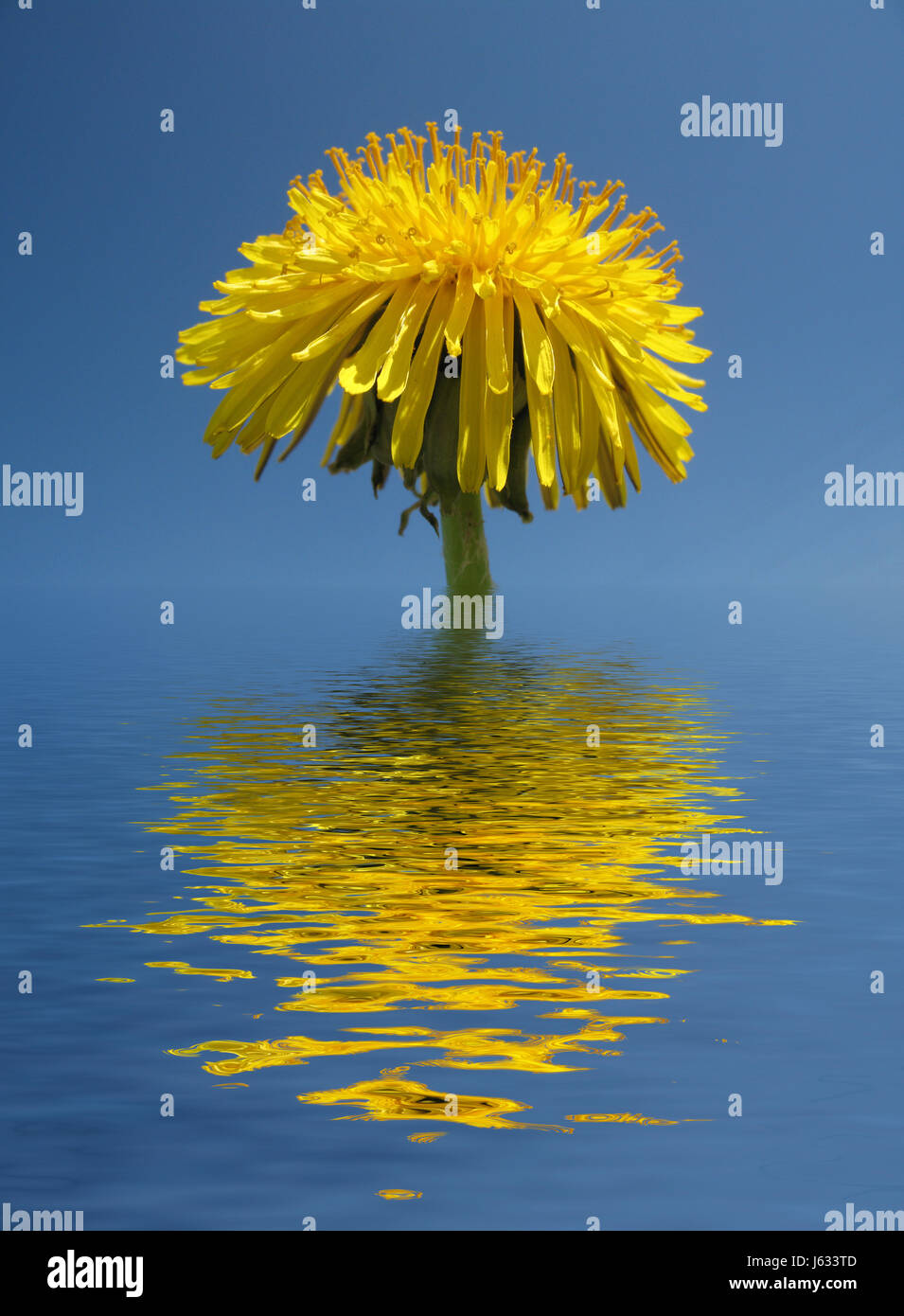 mirroring dandelion experimental water blue leaf macro close-up macro admission Stock Photo