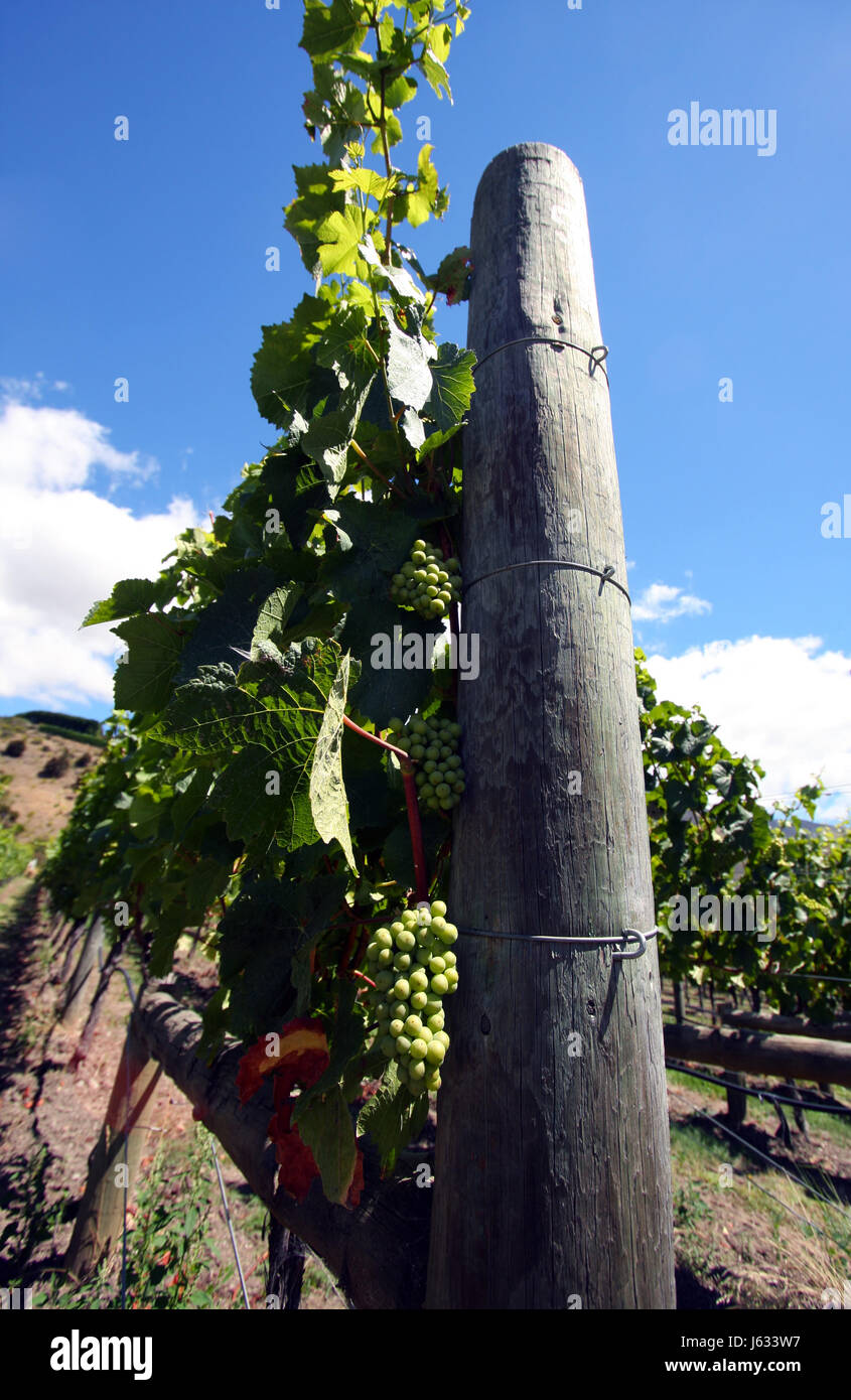 vintager grapes vine grape vine grape-vine winery bunches of grapes blue drink Stock Photo