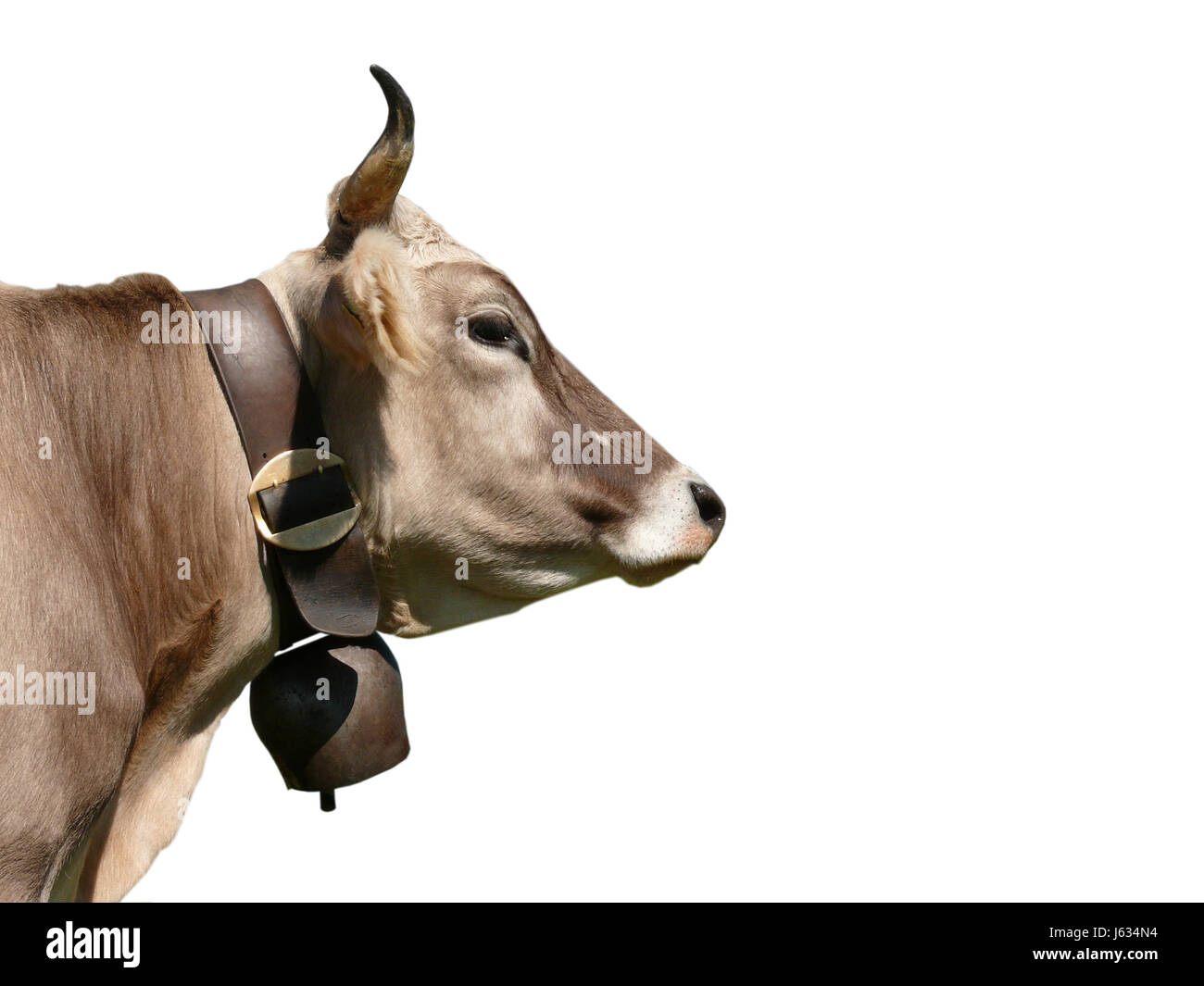 cow Stock Photo