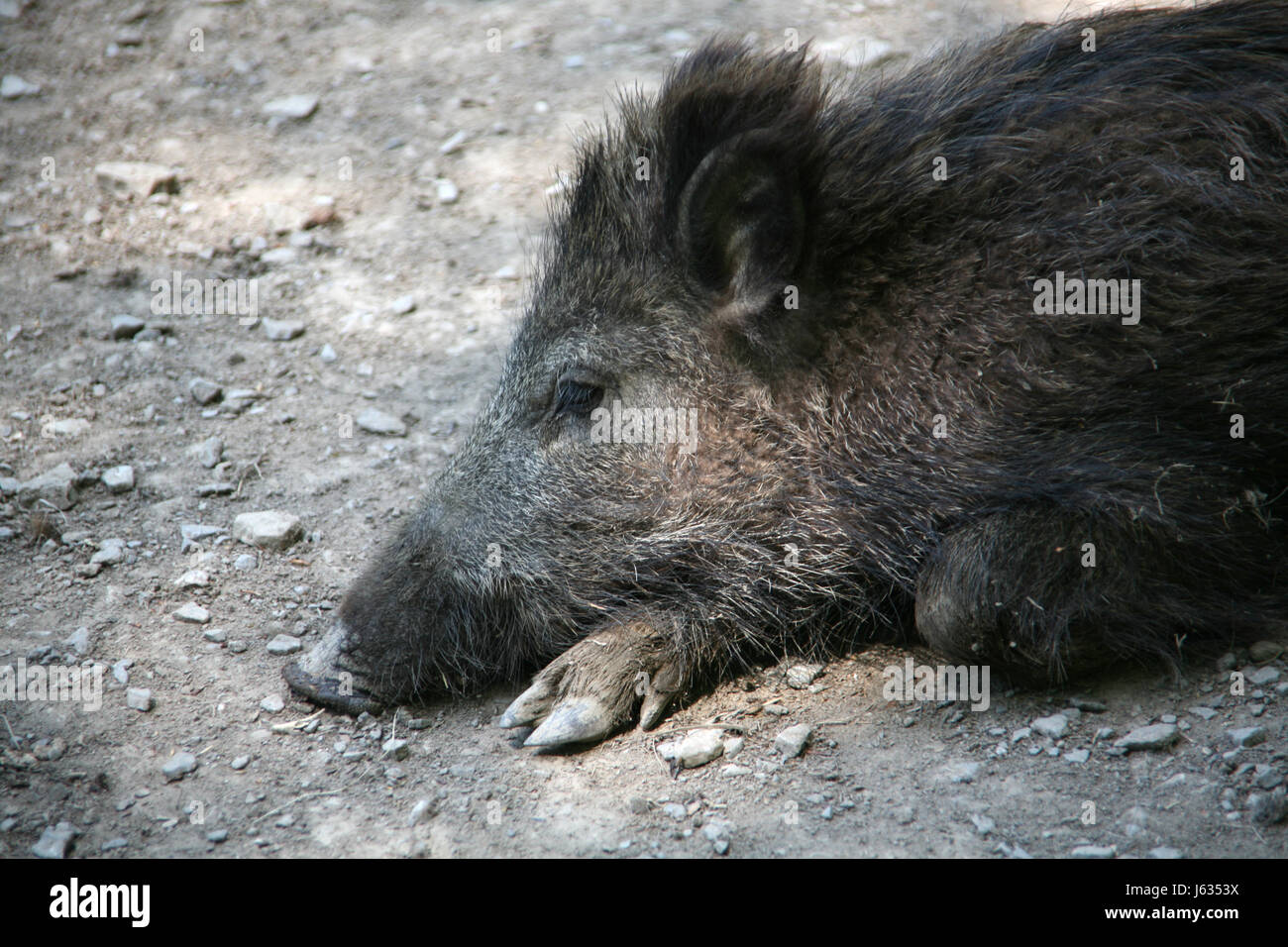 wild portrait wild boar pig wild animal wild boars mammal wild portrait sleep Stock Photo