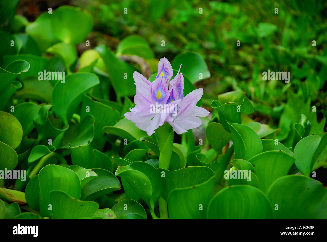 water hyacinth Stock Photo