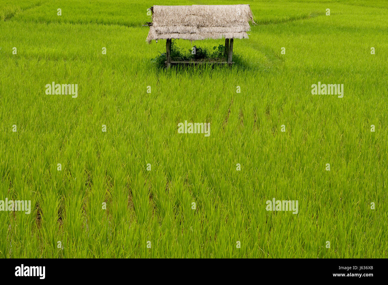 rice field in laos Stock Photo