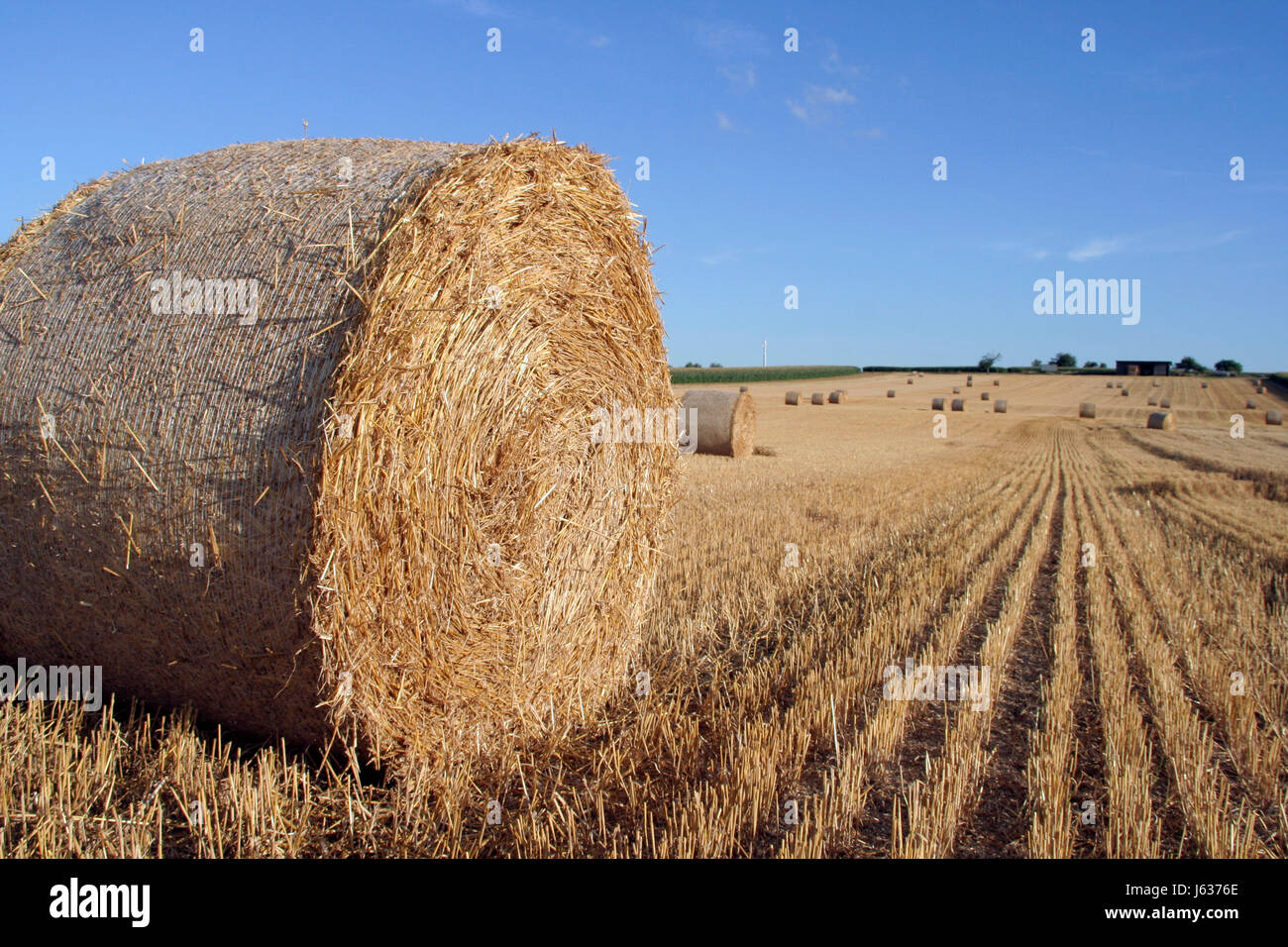 agriculture farming field grain acre wheat straw harvest agriculture