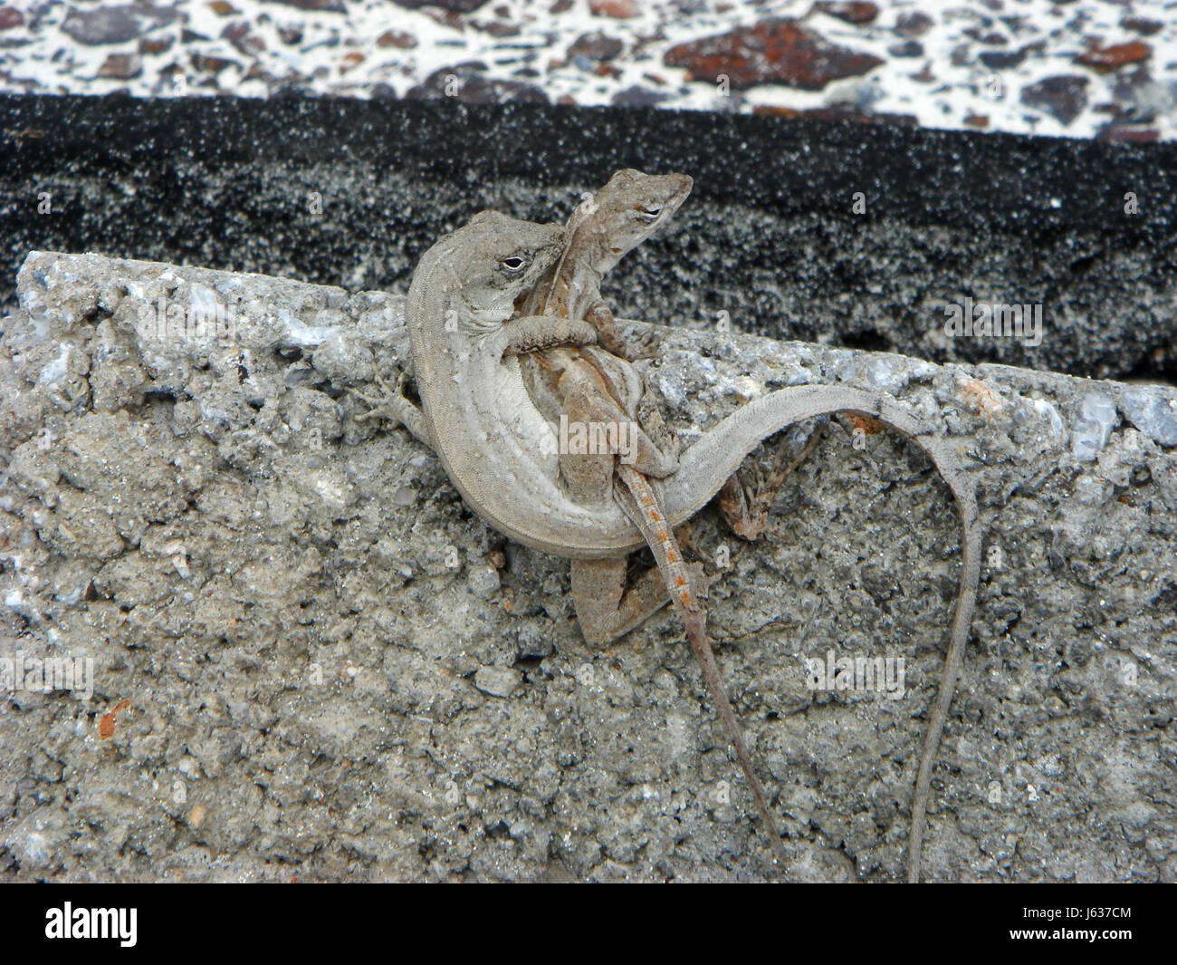 reptiles embrace mating mate lizards hug embracement hugging fauna rock