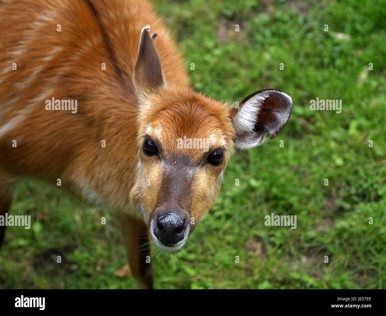 face portrait antelope female female animal mammal africa eyes ears