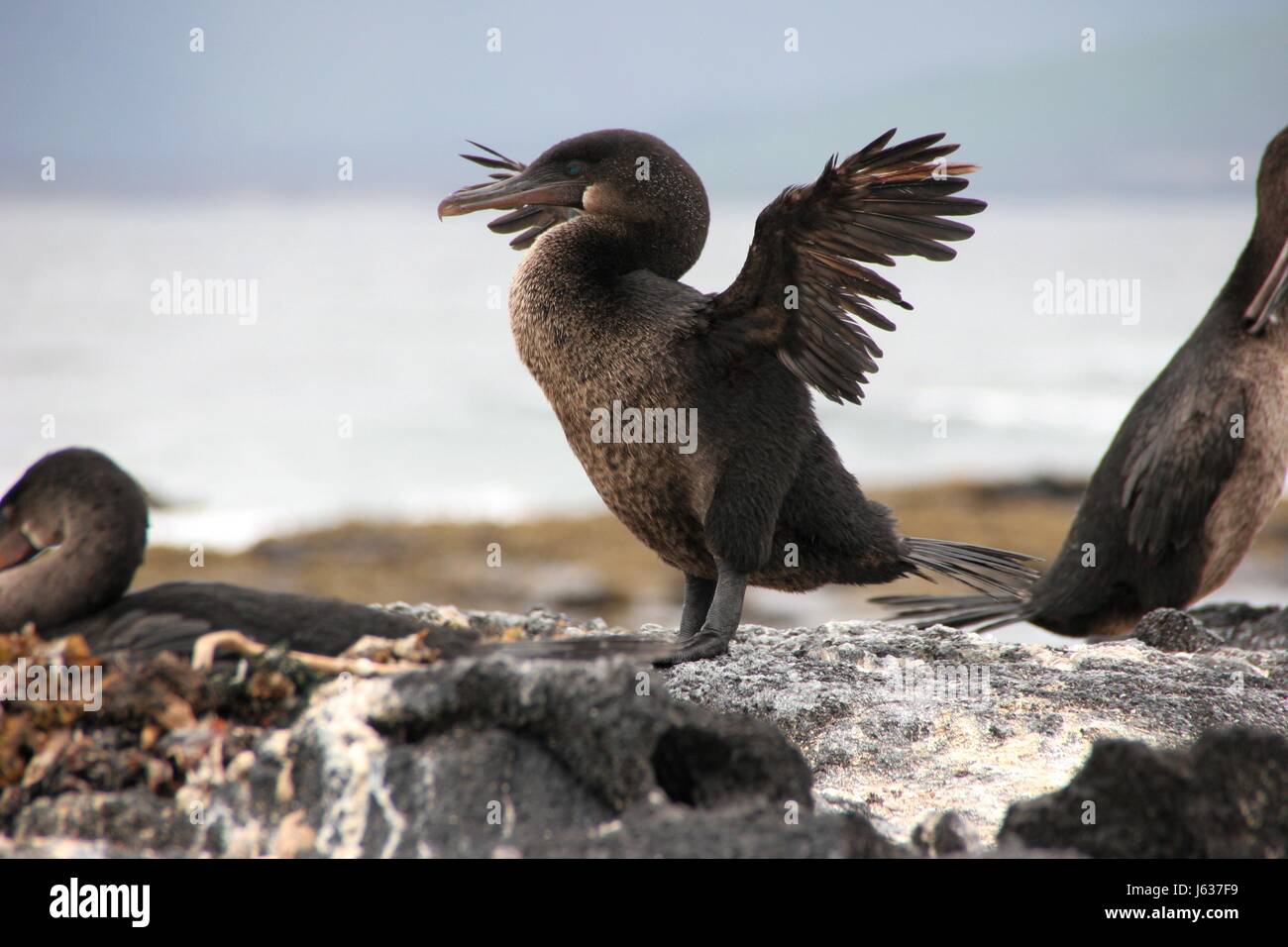 wing cormorant flightless stub ecuador wing cormorant flightless stub ecuador Stock Photo