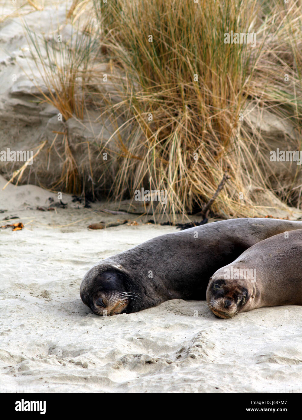 beach seaside the beach seashore sleep sleeping seal sea lion beach seaside the Stock Photo