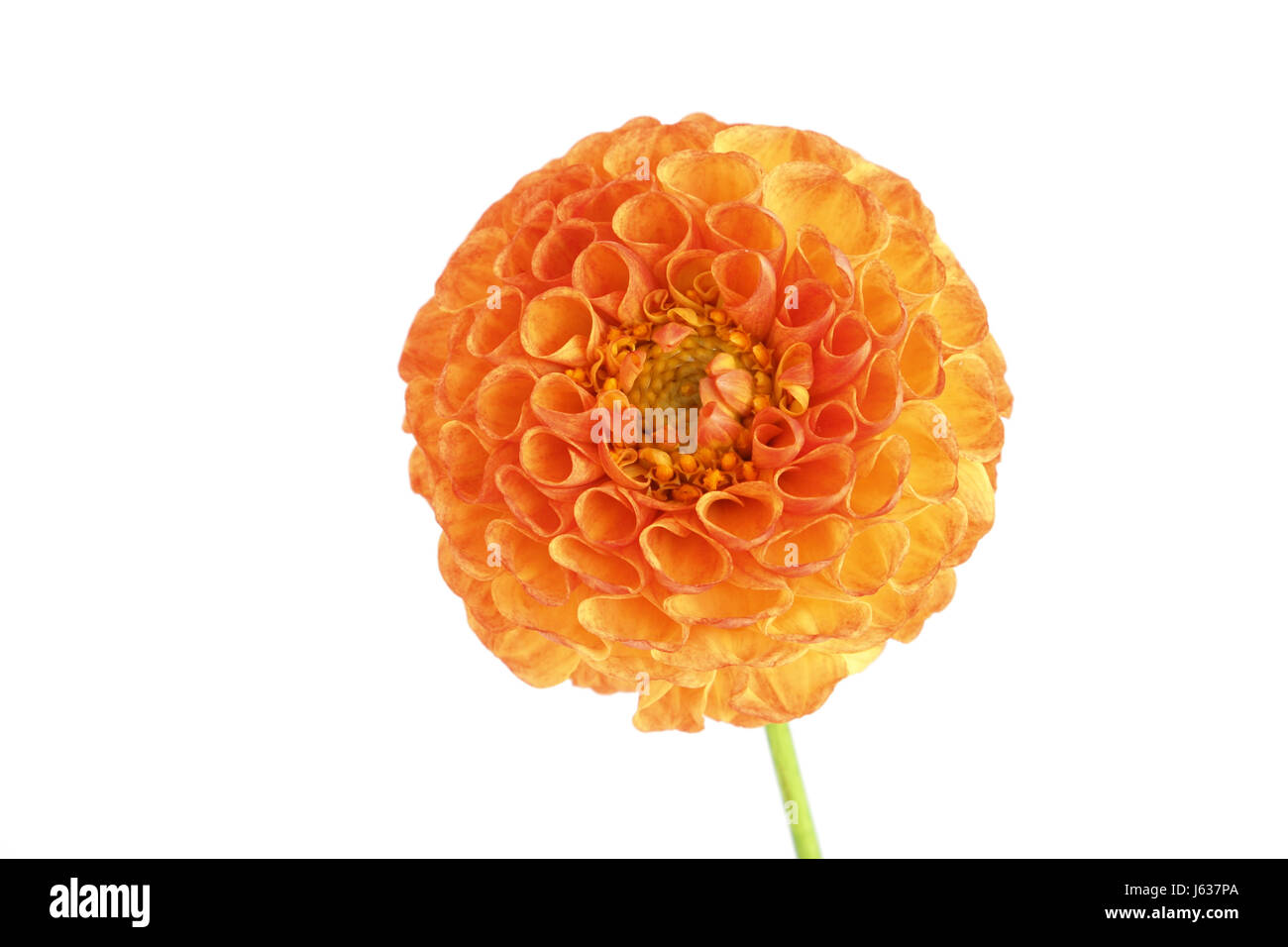 orange isolated flower plant bloom blossom flourish flourishing dahlia glass Stock Photo