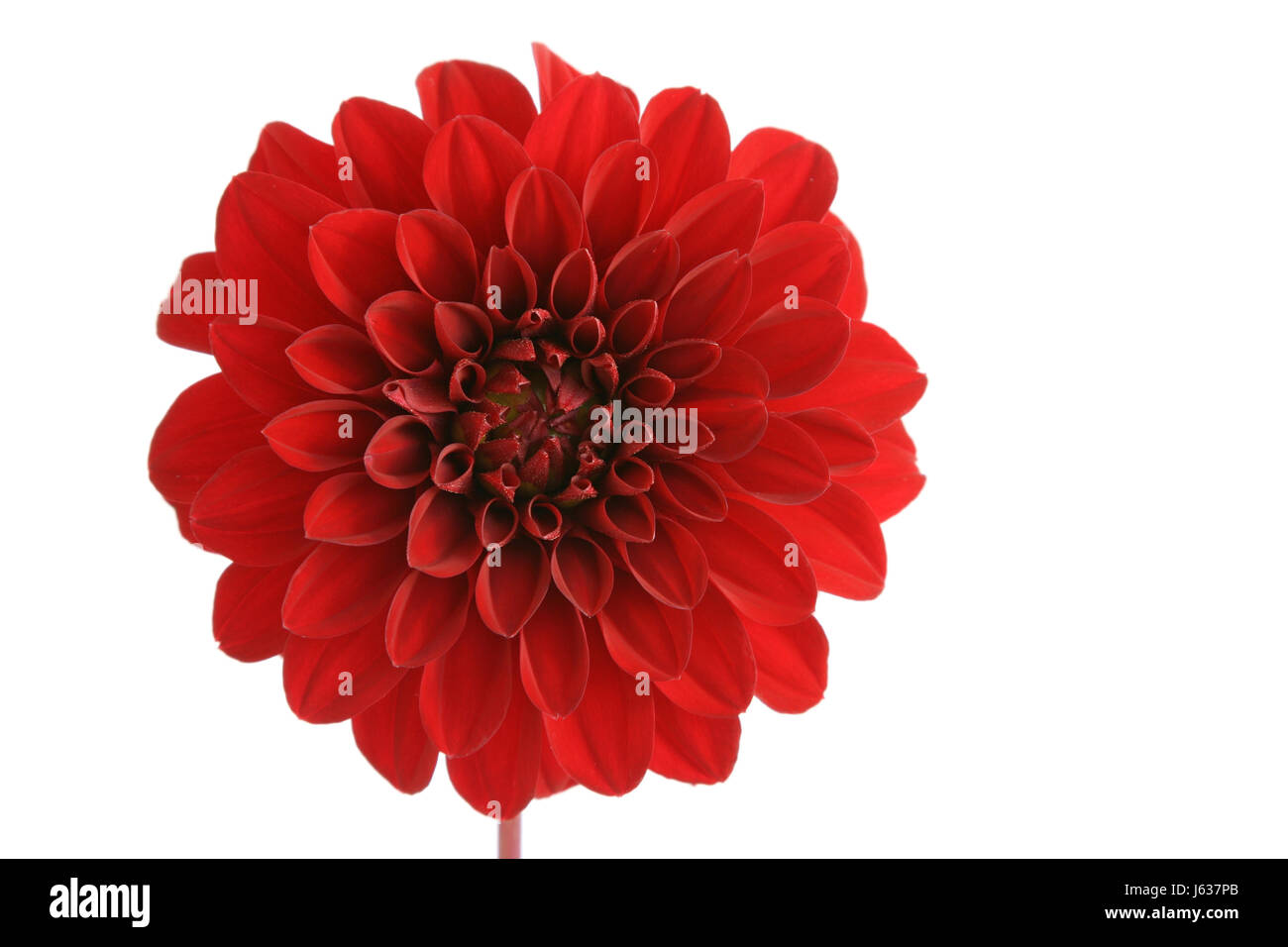 isolated flower plant bloom blossom flourish flourishing dahlia red glass Stock Photo