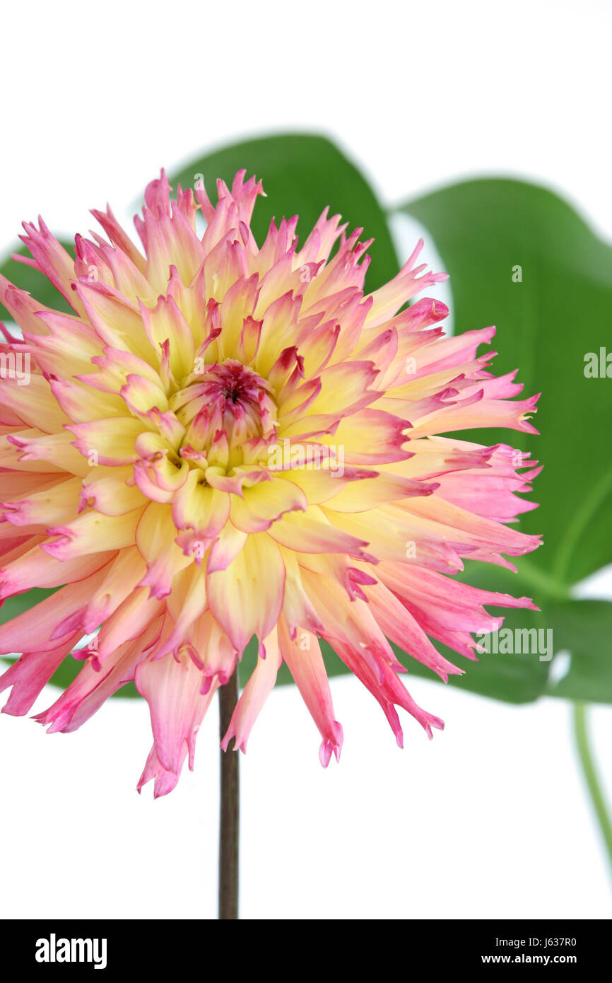 isolated flower plant bloom blossom flourish flourishing dahlia page sheet Stock Photo