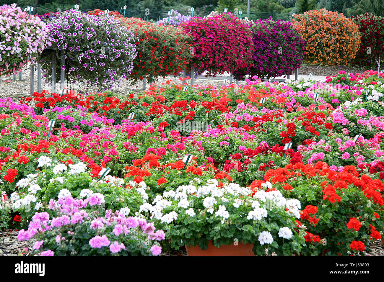 colour summer flowers geranium geraniums colors colours flower flowers