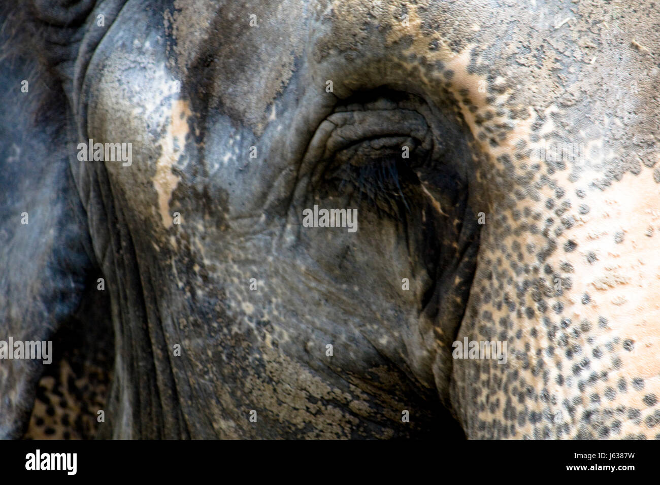 elephant eye organ skin proboscis wrinkles head mammal asia elephant ...