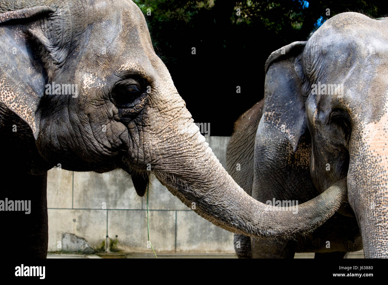 elephant eye organ proboscis wrinkles kiss head mammal asia elephant ...