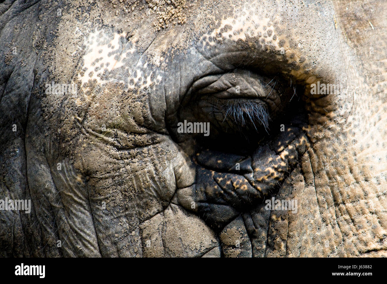 elephant eye organ skin proboscis wrinkles head mammal asia elephant ...