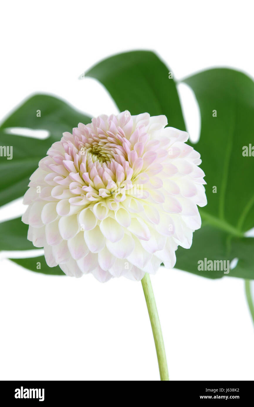 isolated flower plant dahlia page sheet pink fall autumn glass chalice tumbler Stock Photo