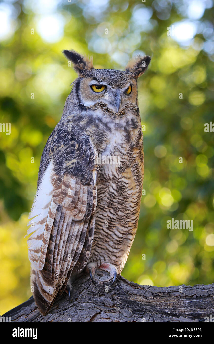 Great Horned Owl Stock Photo Alamy