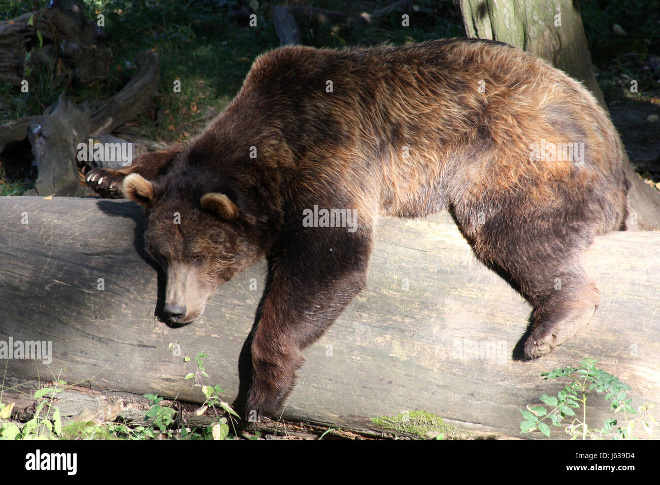 bear relaxed depend bear brown brownish brunette trunk relaxed predator tired Stock Photo