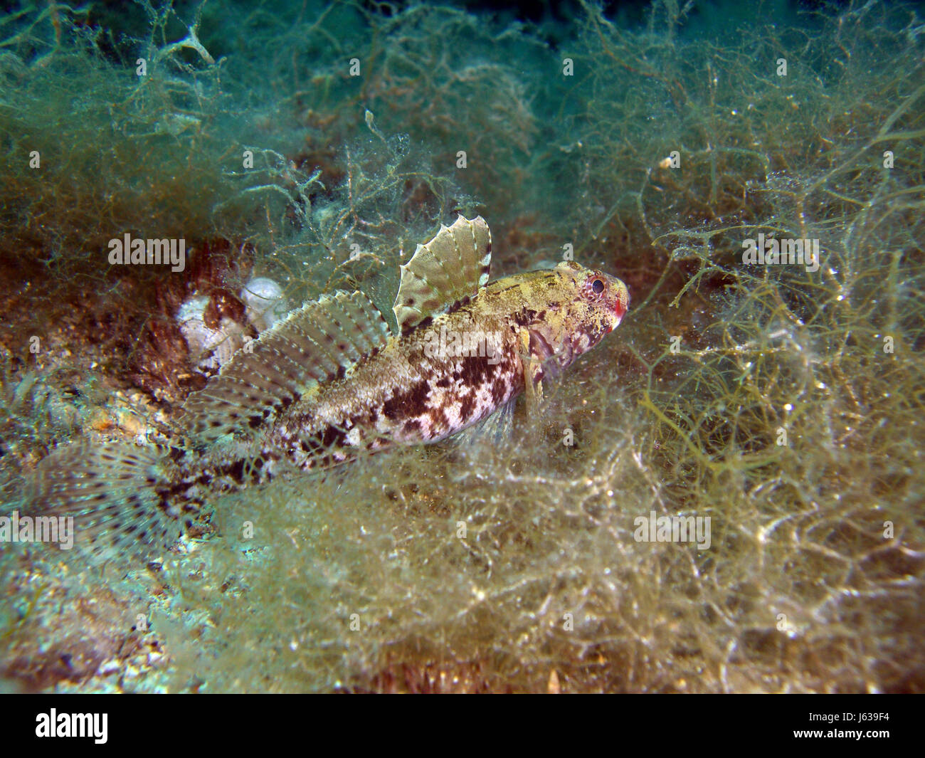fish fish water mediterranean salt water sea ocean adriatic sea croatia gobius Stock Photo