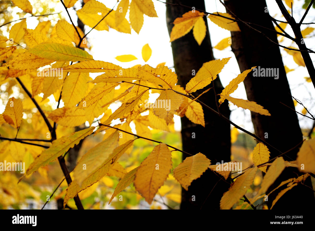 leaf tree trees branch weather forest fall autumn leaf tree trees park