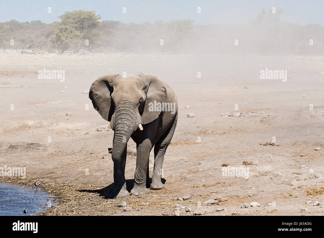 animal africa elephant travel animal mammal wild africa elephant tusks savannah Stock Photo