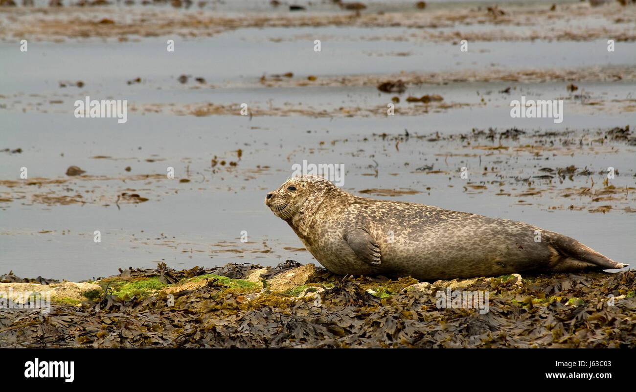 animal small tiny little short cub baby seal ireland salt water sea ocean water Stock Photo