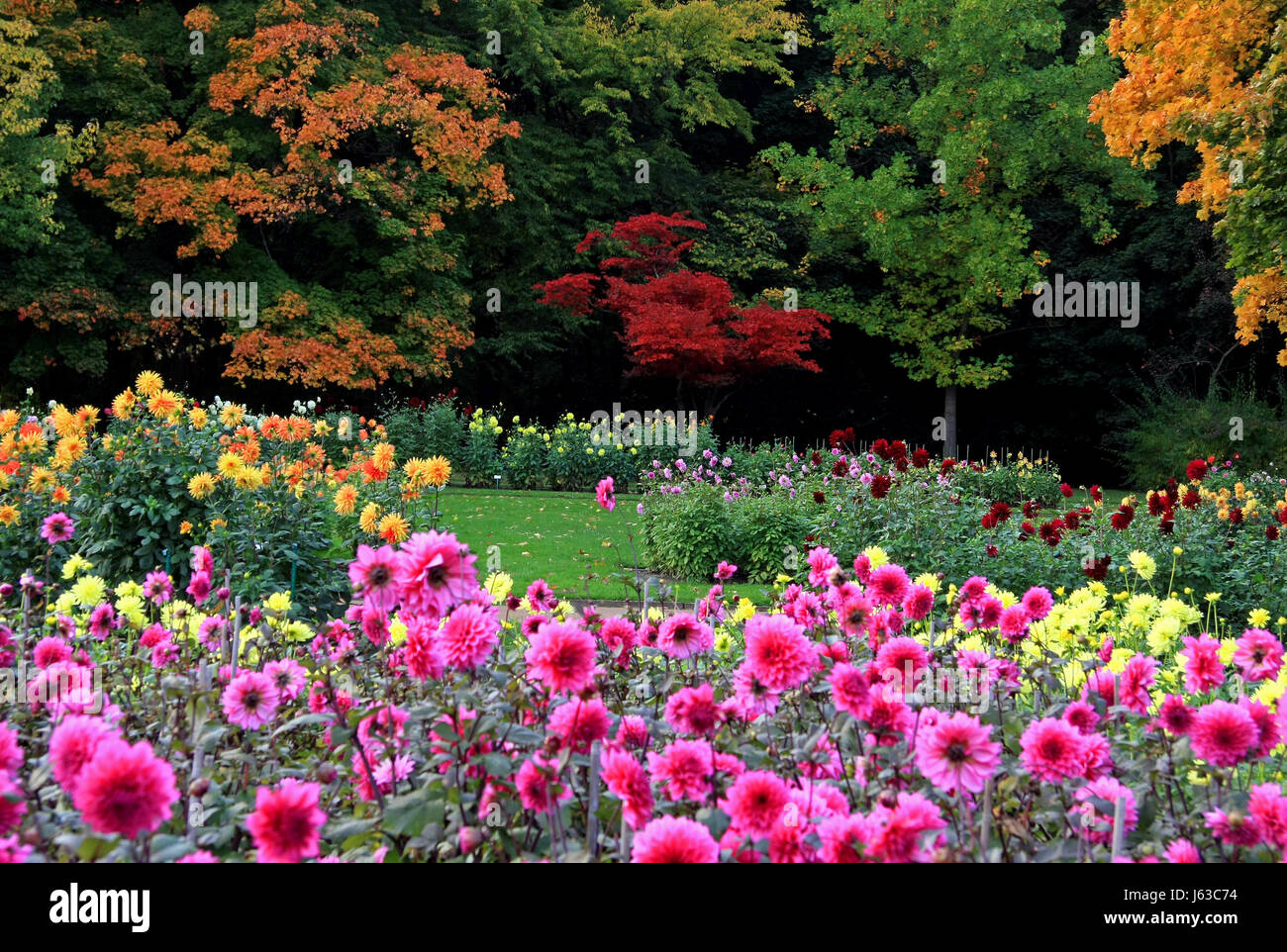 Tree Dahlias High Resolution Stock Photography and Images - Alamy
