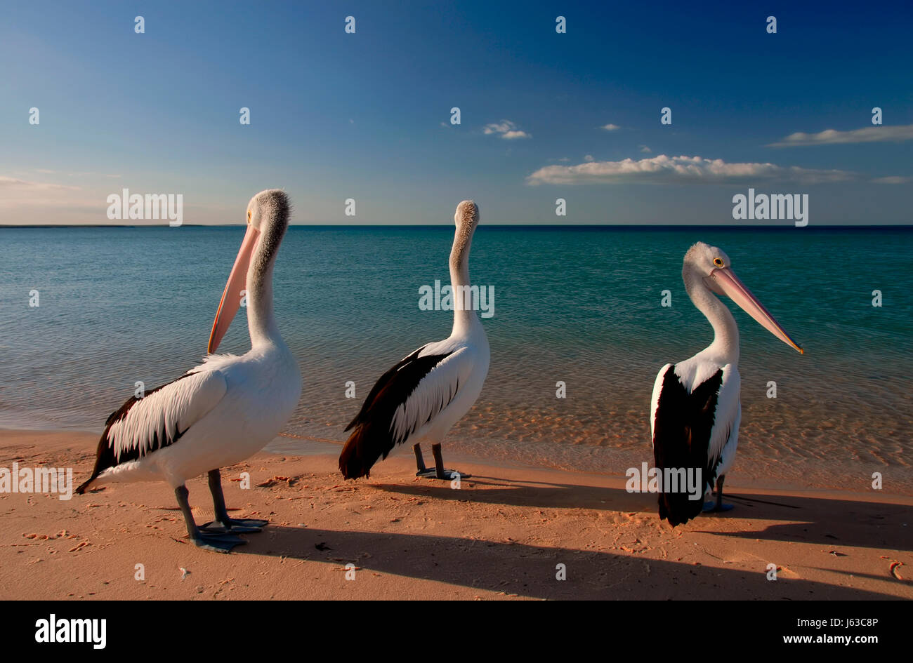 pelicans Stock Photo