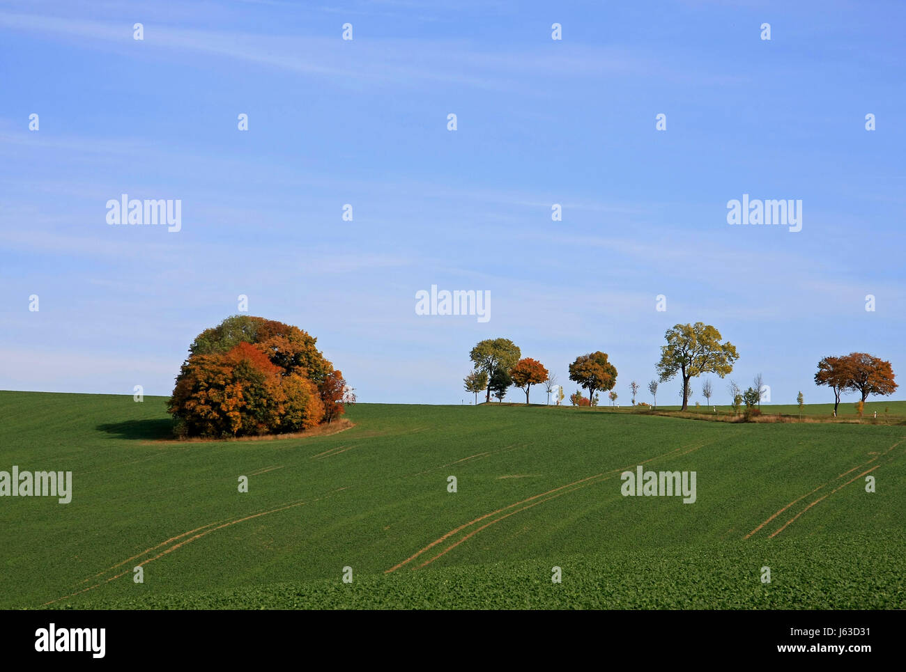 tree trees coloured colourful gorgeous multifarious richly coloured ...