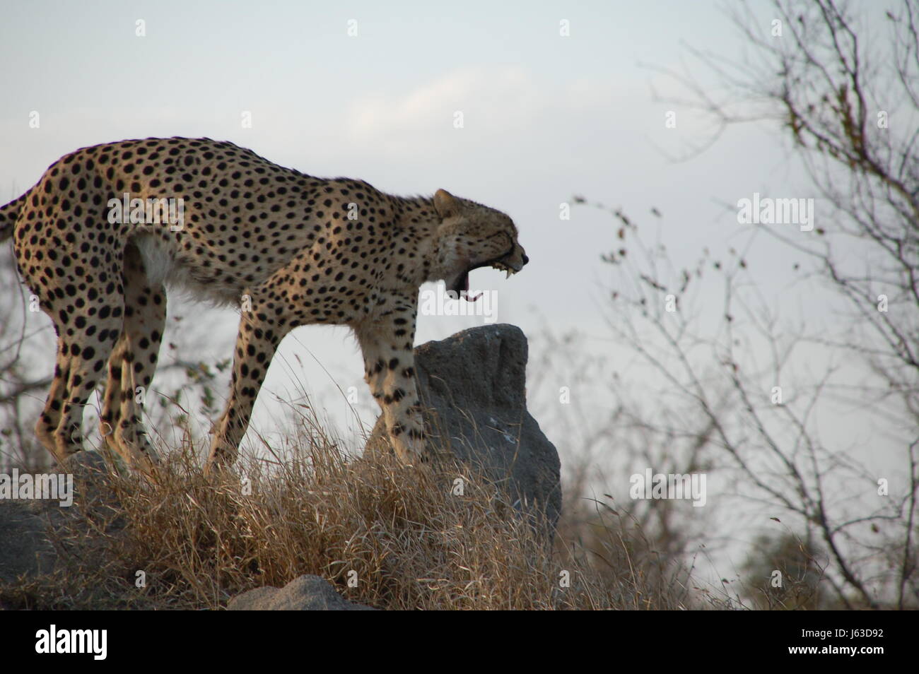 cheeta Stock Photo