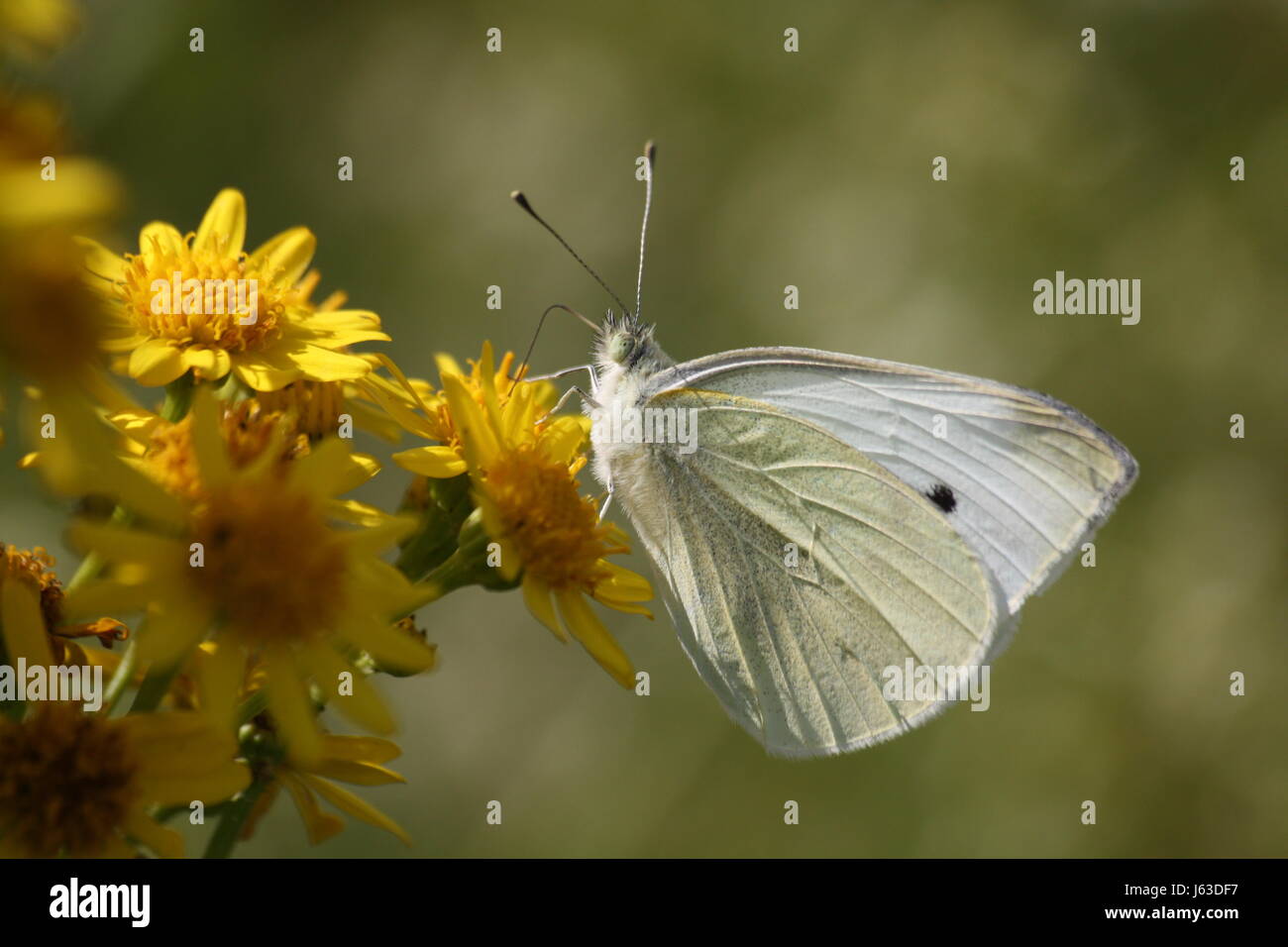 male smaller female cabbage white butterfly insects fauna butterfly animals Stock Photo Alamy