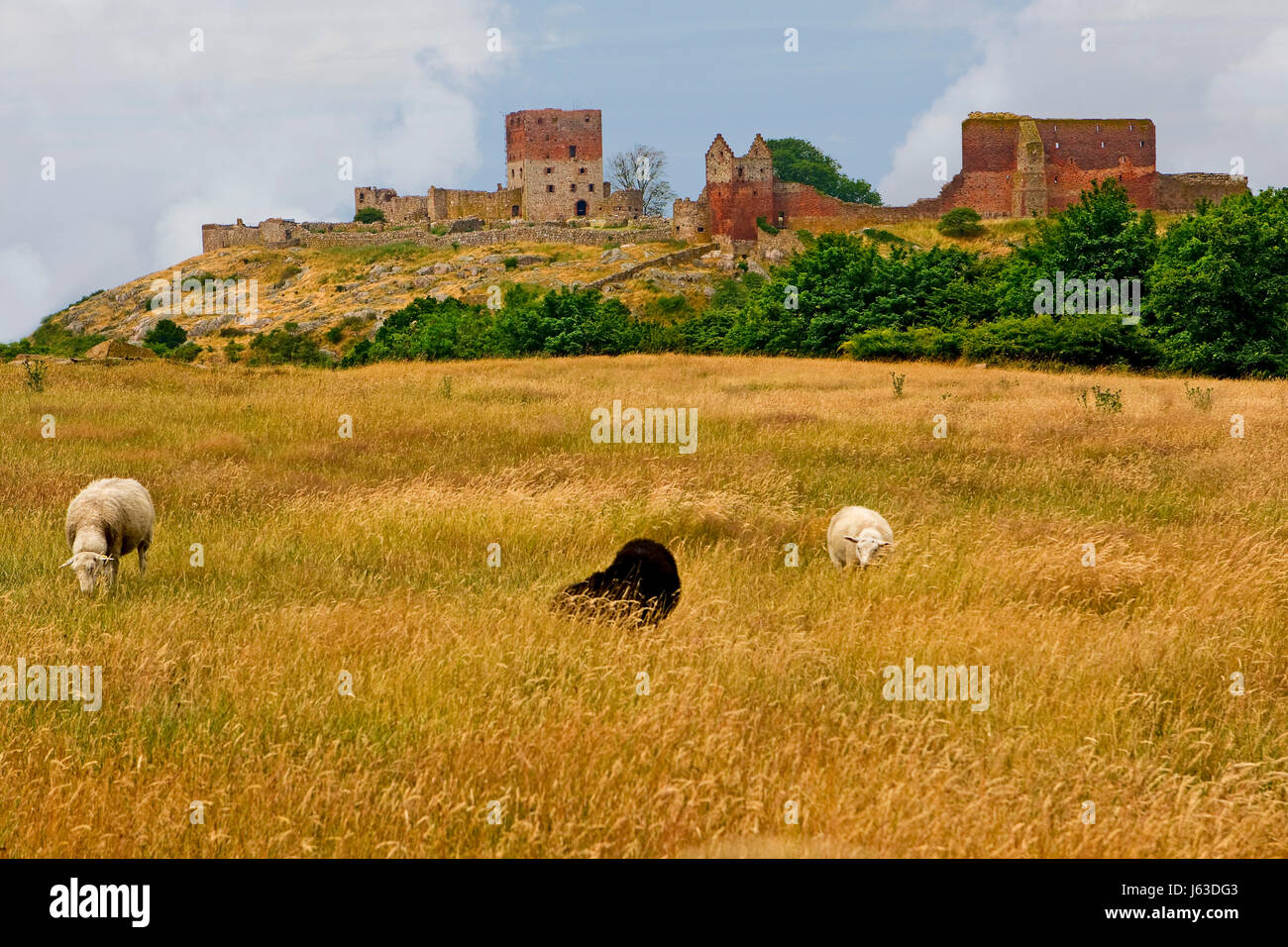 hammershus castle ruins in bornholm Stock Photo Alamy