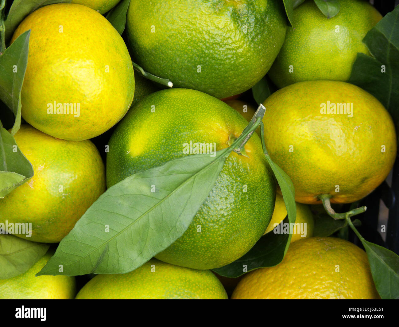 progenies fruits fruit tangerines citrus orange green progenies fruits fruit Stock Photo