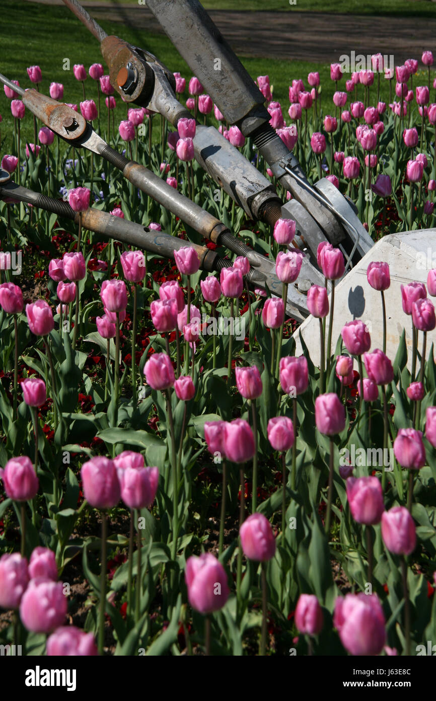 flower flowers plant blossoms tulips violet bleed pink flower bed