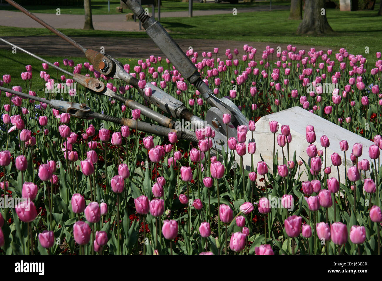 flower flowers plant blossoms tulips violet bleed pink flower bed