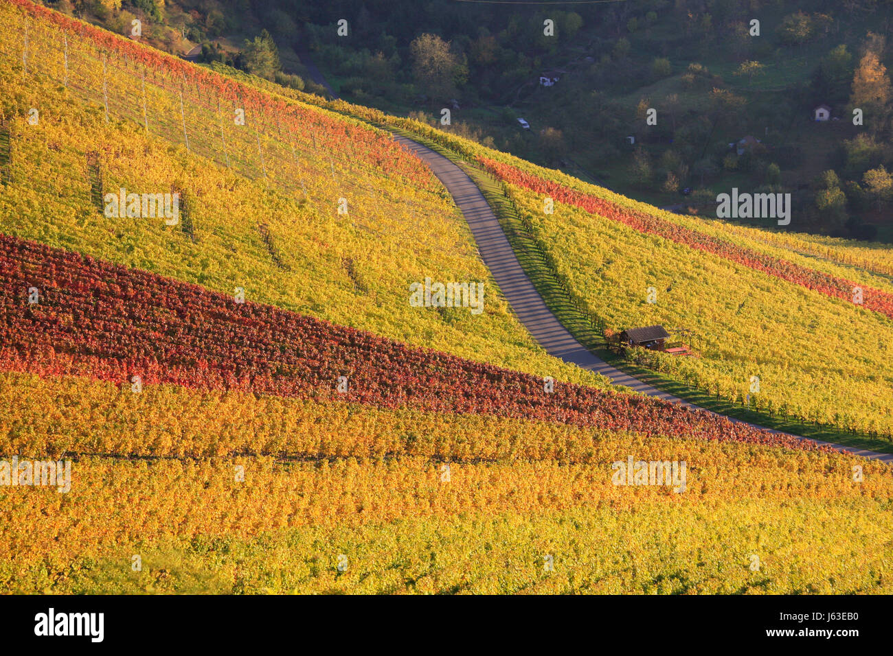leaves vines golden october vine grape vine grape-vine foliage blue ...