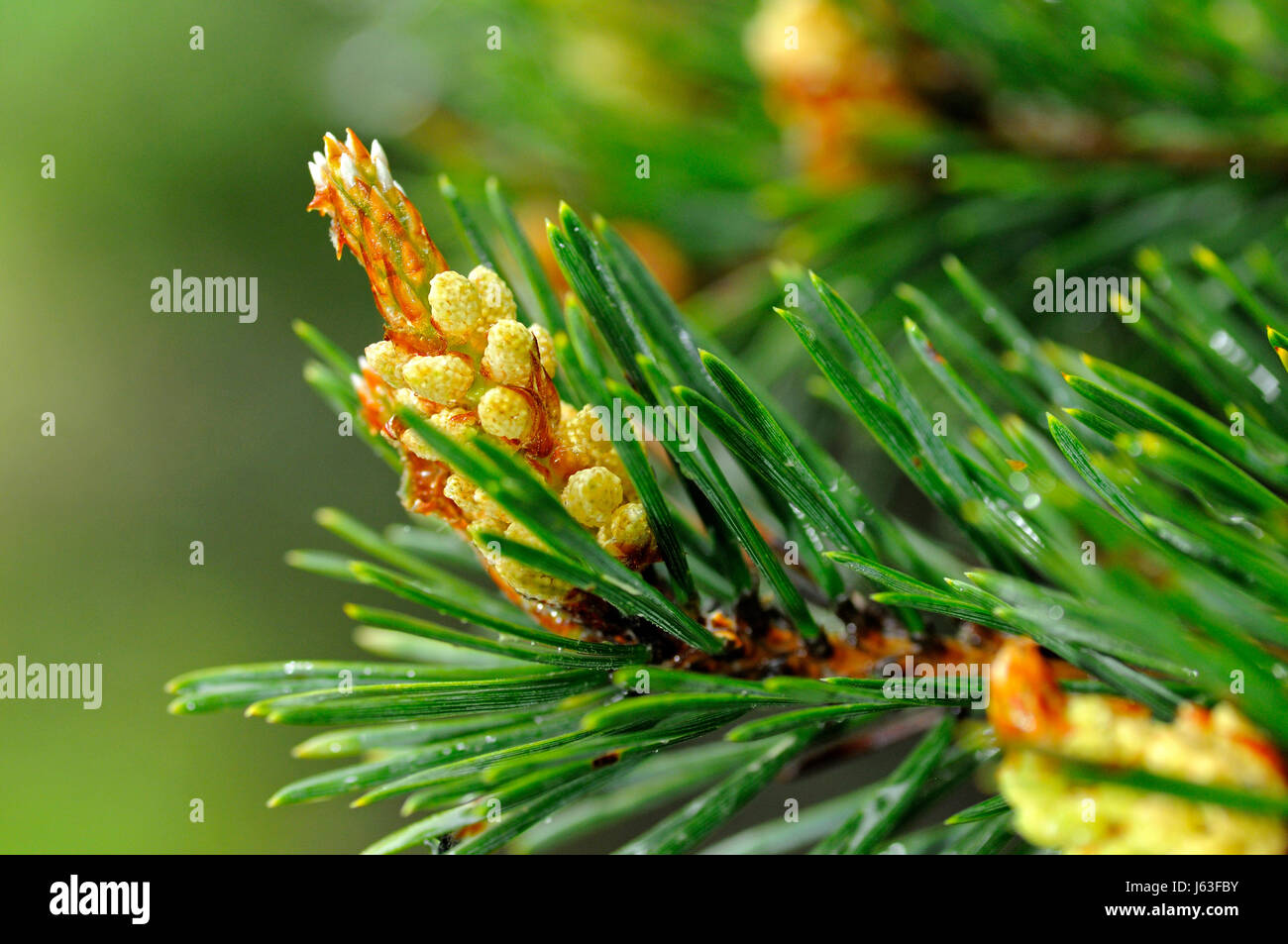 bloom blossom flourish flourishing pine flora pollen conifer allergy
