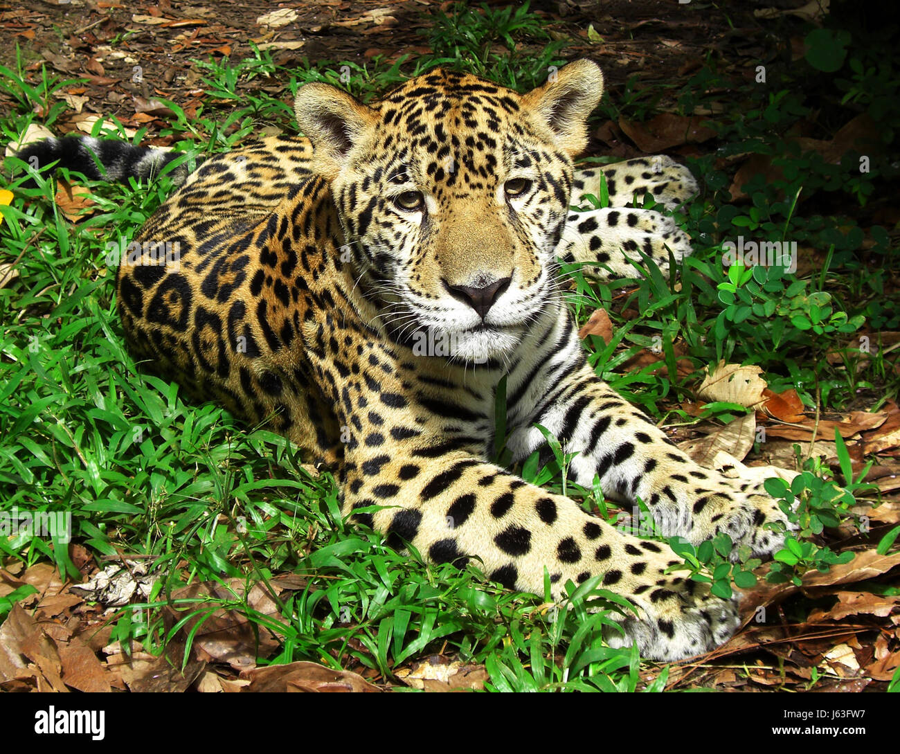 jaguar Stock Photo
