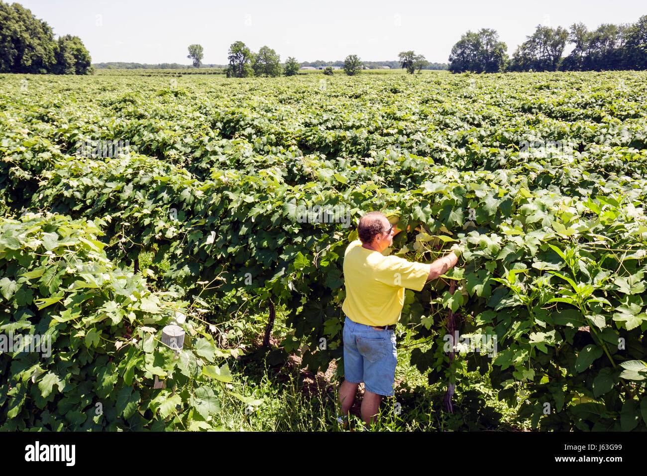 Michigan Berrien Springs,Domaine Berrien Cellars,vineyard winery,grapes,farm,estate bottled wine,viticulture,man men male,winemaker,checks plants,vine Stock Photo
