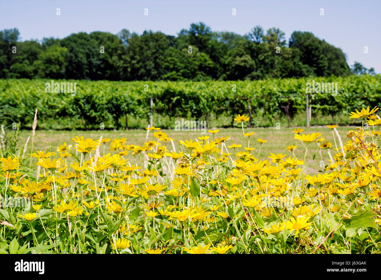 Michigan Berrien Springs,Domaine Berrien Cellars,vineyard winery,grapes,farm,estate bottled wine,viticulture,plants,yellow wild flower,flower,vines,MI Stock Photo